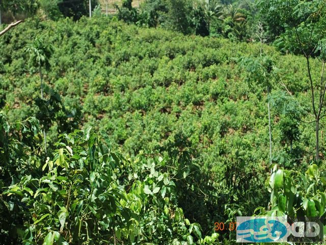 our-plantations_00005.jpg